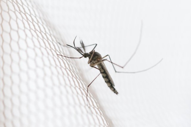 A szúnyoghálós redőny: egészségünk nyári védőpajzsa